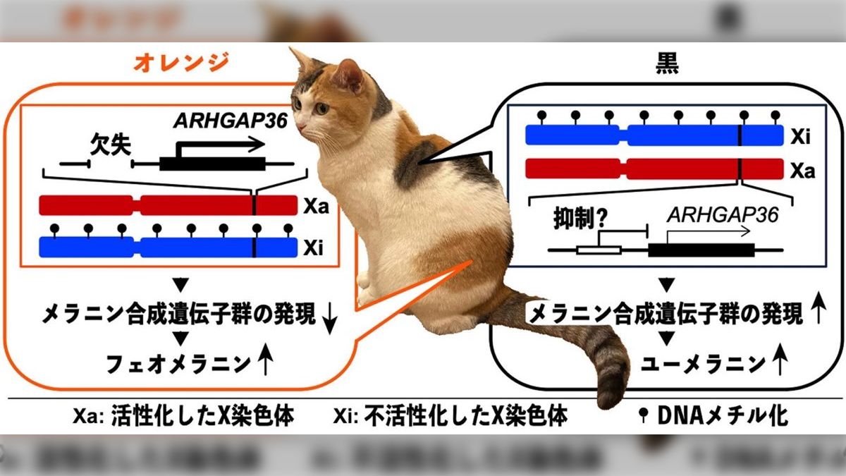 猫好き研究者チーム」が60年謎だった三毛猫の毛色を決める遺伝子
