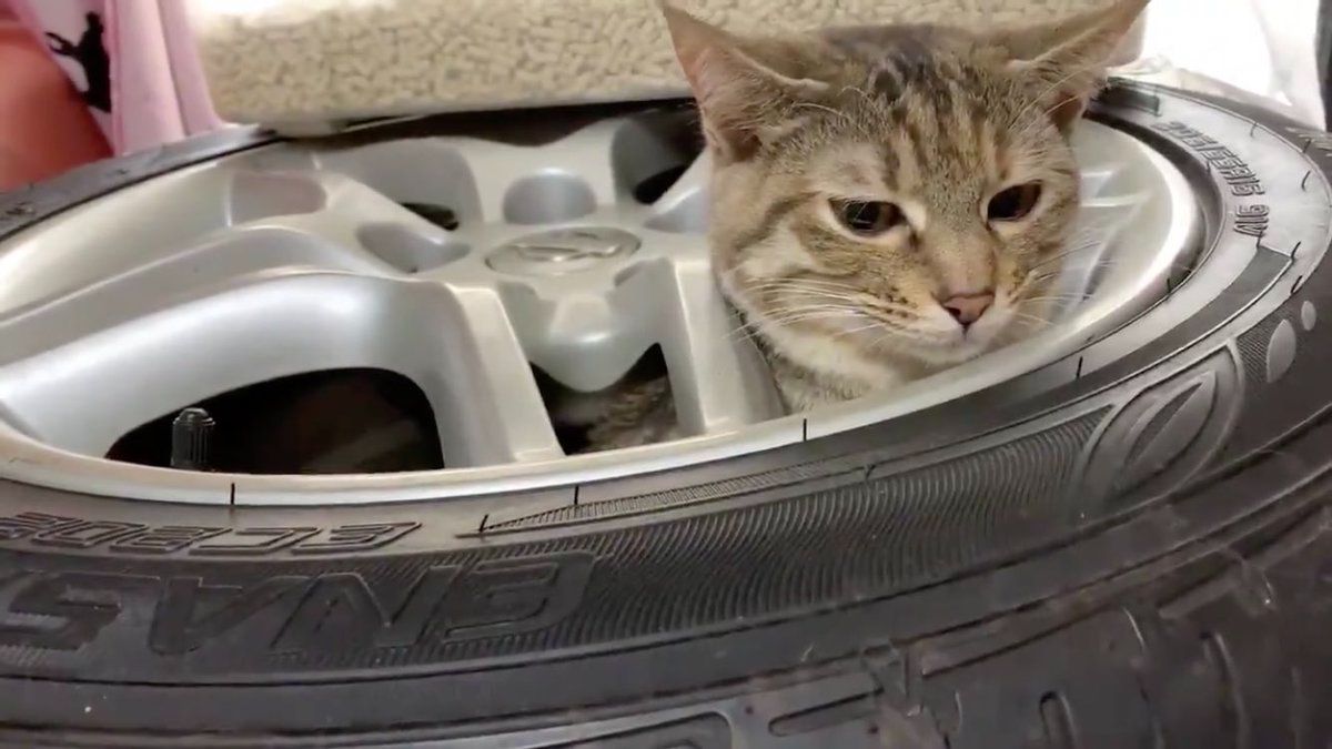 飼い主さん「出れないの？」猫さん「ﾆｬｰ!」タイヤに入っちゃった猫さん 