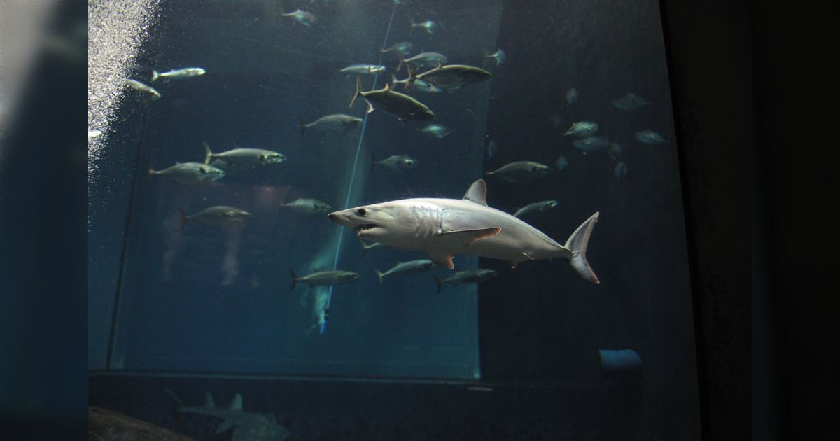 一生に一度のチャンス！アオザメの撮影に行きたいと言うと上司が「すぐ