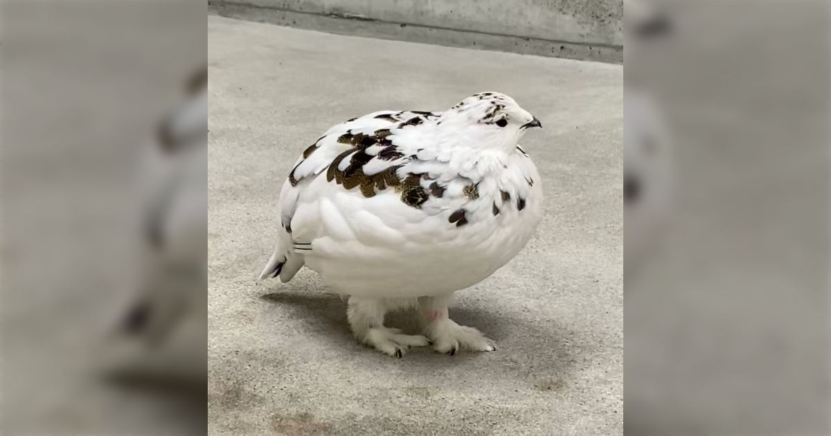 今見ているライチョウ、実はかさ増しされているのかも…！？」雷鳥