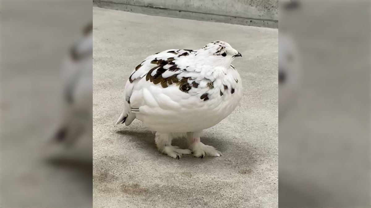 今見ているライチョウ、実はかさ増しされているのかも…！？」雷鳥、想像以上によく膨らむ「もふもふで可愛い」 (2ページ目) - Togetter  [トゥギャッター]