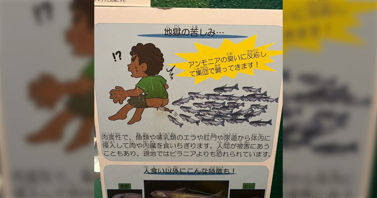 値下げ❗️水族館等に使われる倒木もどき(樹脂製) 引き摺り