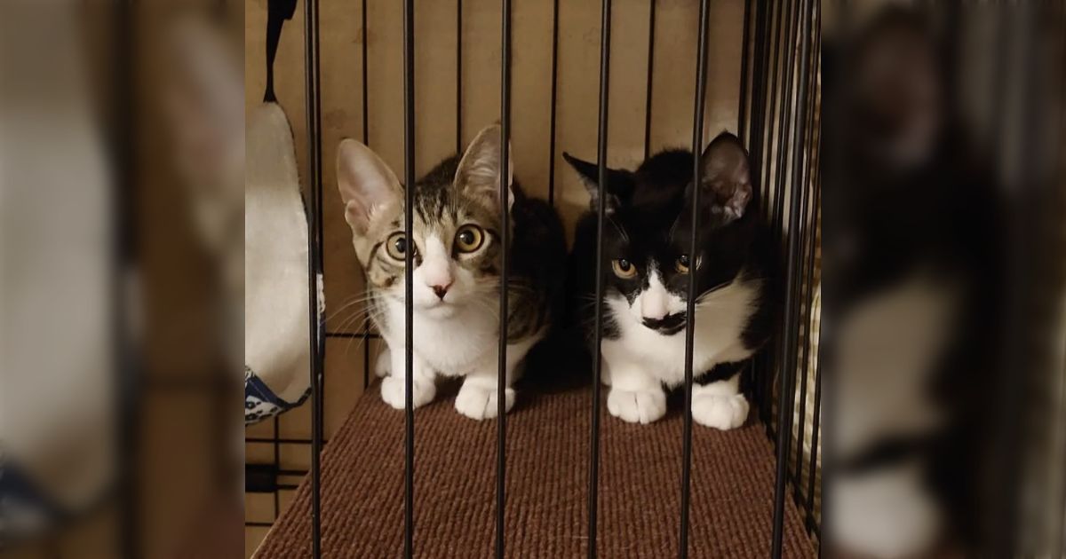 猫関係の話題で見かけると思わずにっこりしてしまうワード「兄弟一緒にずっとのおうちが決まりました」→兄弟姉妹の猫たちの成長後画像が仲良しでかわいい