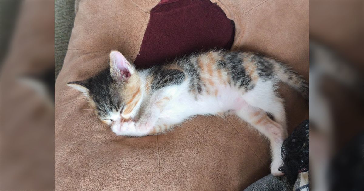 「子猫が自分の手をしゃぶっててたまらん可愛さ」動画で見るとすべてが愛おしくて浄化される