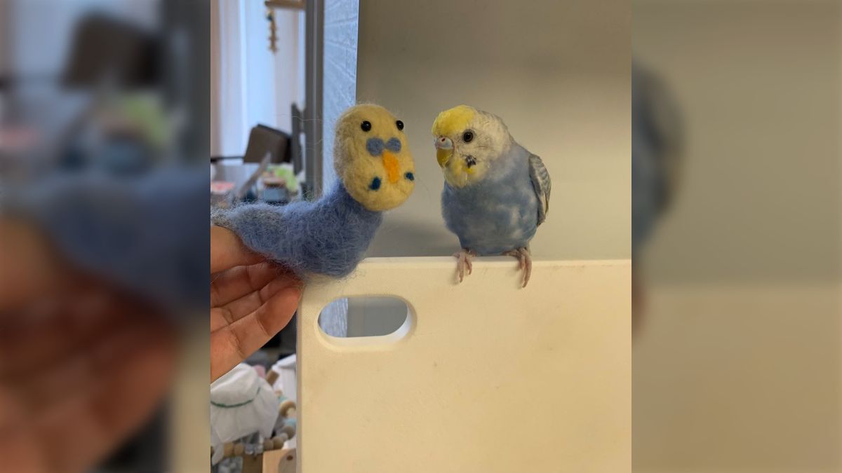 羊毛フェルト 小さな鳥かごにインコちゃん 秋〜ハロウィンver