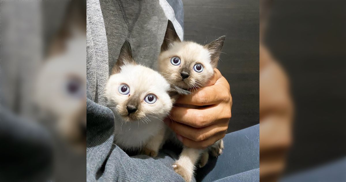 シャムっぽい雑種猫の大きくなったお姿を見せてください！」まるで別猫のようなビフォーアフター写真が集まる (2ページ目) - Togetter  [トゥギャッター]