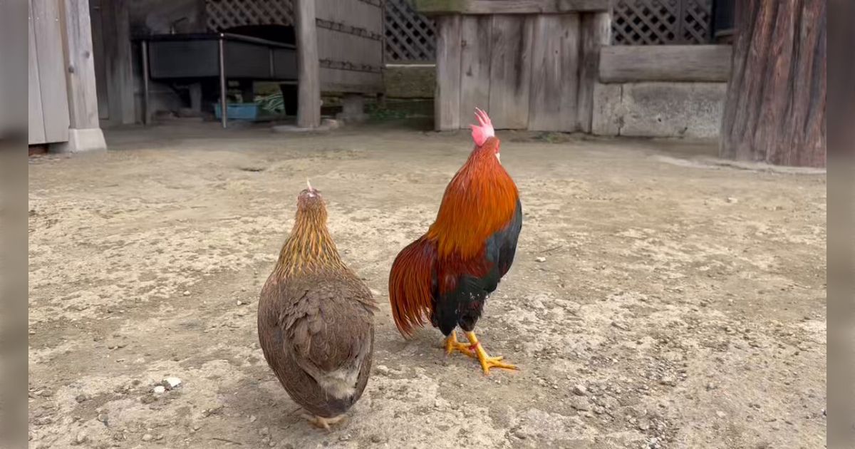 マニアックな品種の鶉矮鶏(うずらちゃぼ)が展示会で盗まれ、気落ちする飼い主さんが「見かけたら連絡を」と訴え「鶏の価値を知ってる人の仕業 ...