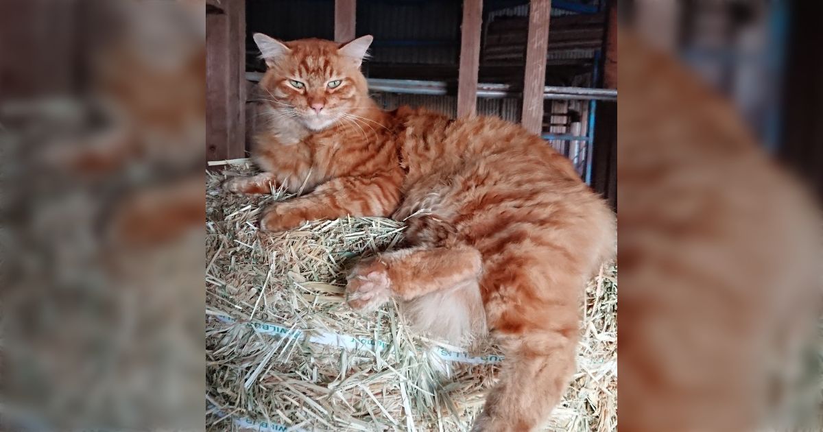 妻の作った 招き猫・亜種 「招いてるんじゃないよ、怨めしいんだ