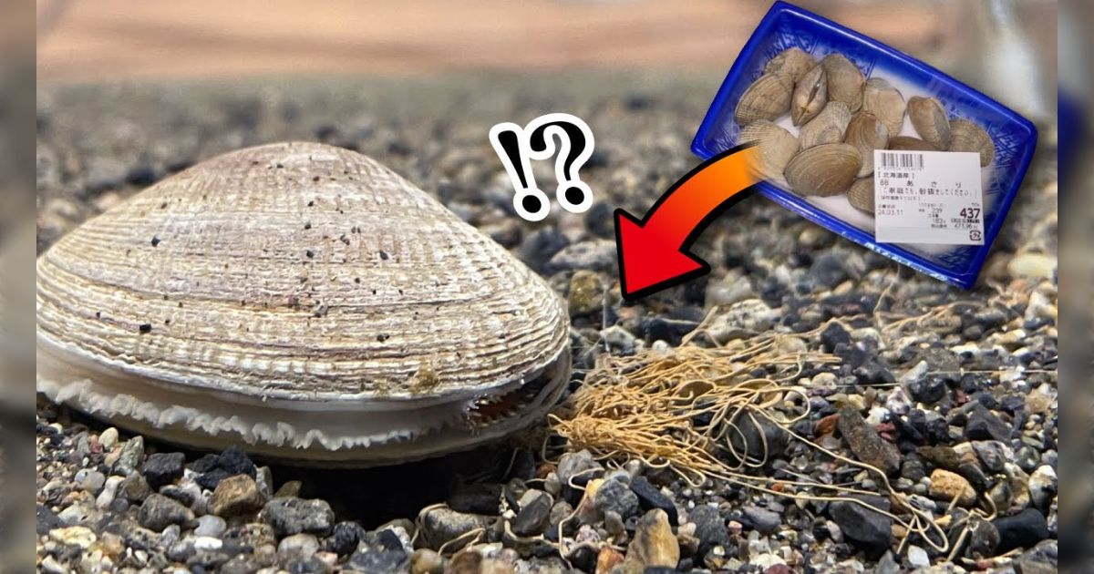 アサリの砂出しに片栗粉を混ぜて与えるとエサになってアサリが元気になるとのこと…試してみたら水管を伸ばしていて大変可愛いのだが、情が移ってしまった「試してみたい」