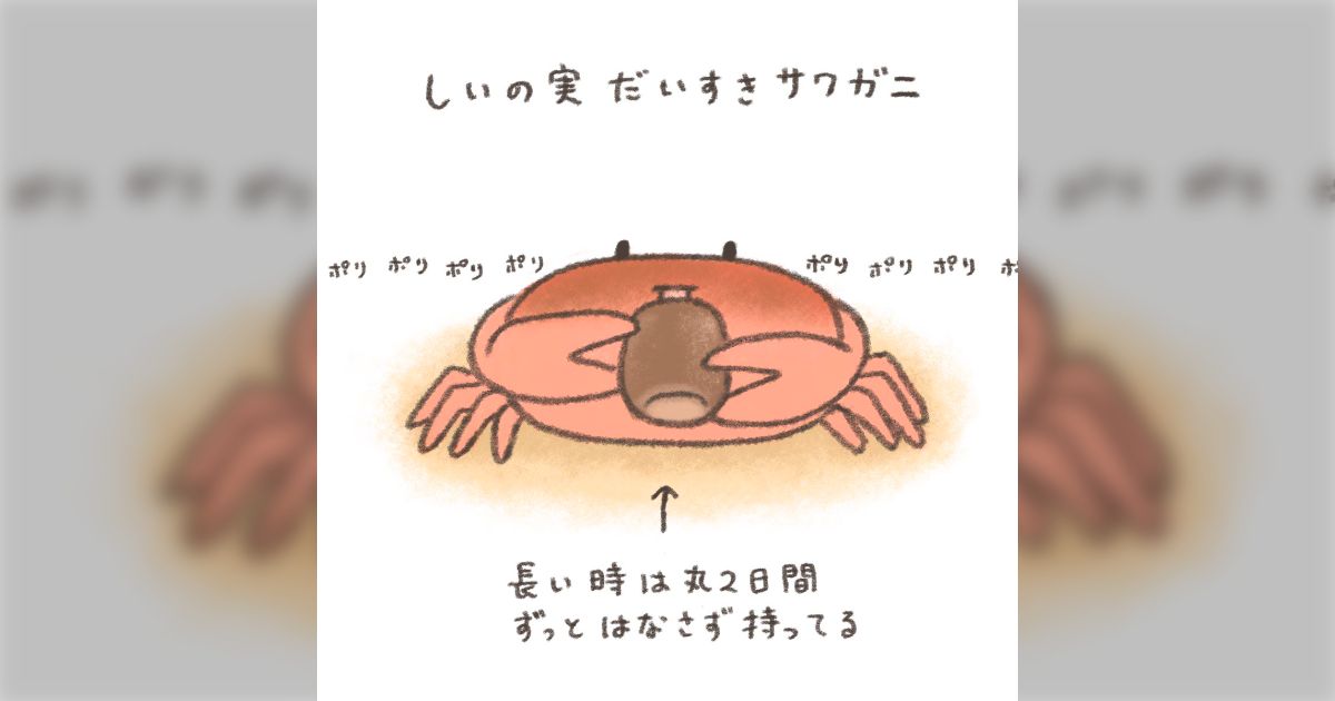 野生のサワガニはしいの実を食べるらしいので試しにあげてみたら