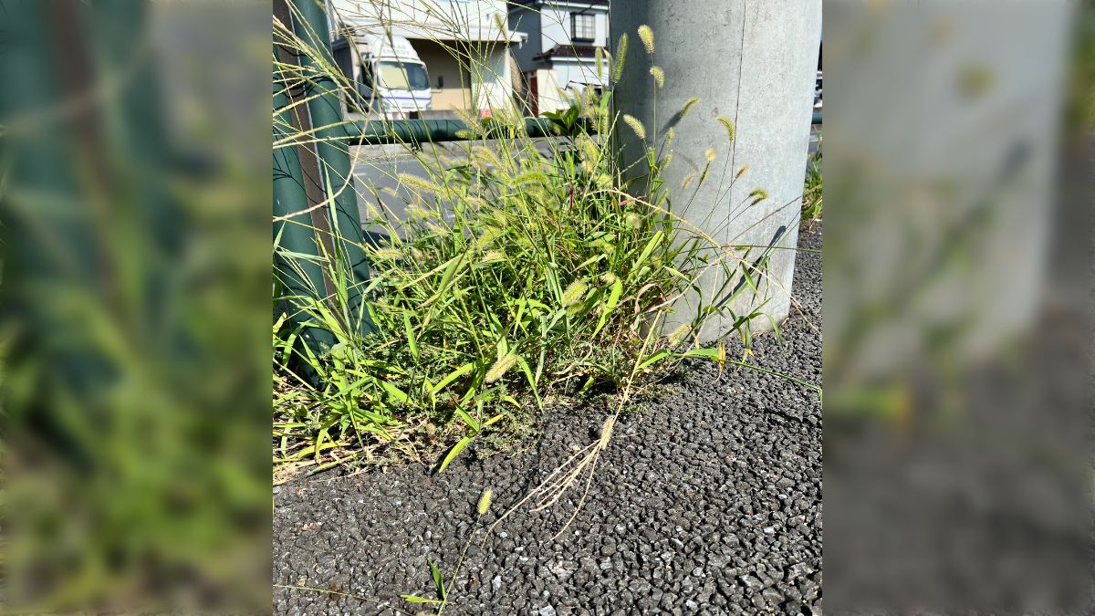 おばさん放尿写真 犬とかがおしっこしてそうな場所に元気に草が生えるのはなぜ？と思ったので庭で実験したらもさもさに→マジで栄養がある？ - Togetter  [トゥギャッター]
