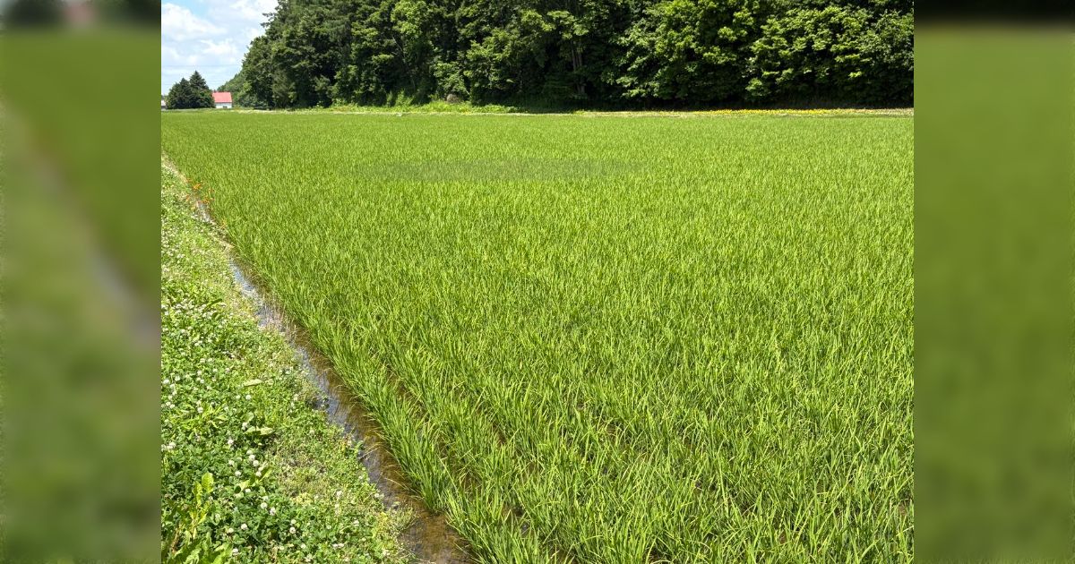 水田に雷が落ちて5日後、周辺の稲がぐっと色濃くなった写真が「まさに稲妻」と語源を裏付けるようで興味深い…「やっぱり品種は青天の霹靂なんかなぁ」
