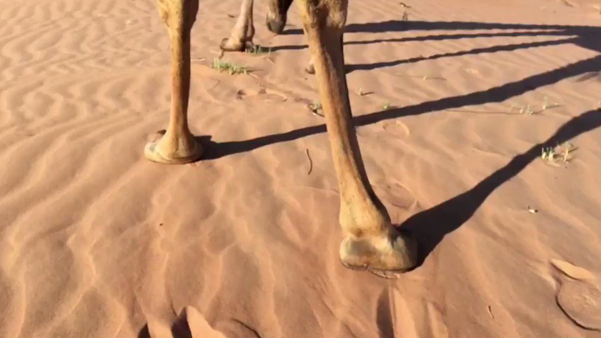 ラクダは体重がとても重いのにどうして砂漠の砂に沈まないのかというお話「面白い」「考えたこともなかった」 - Togetter [トゥギャッター]
