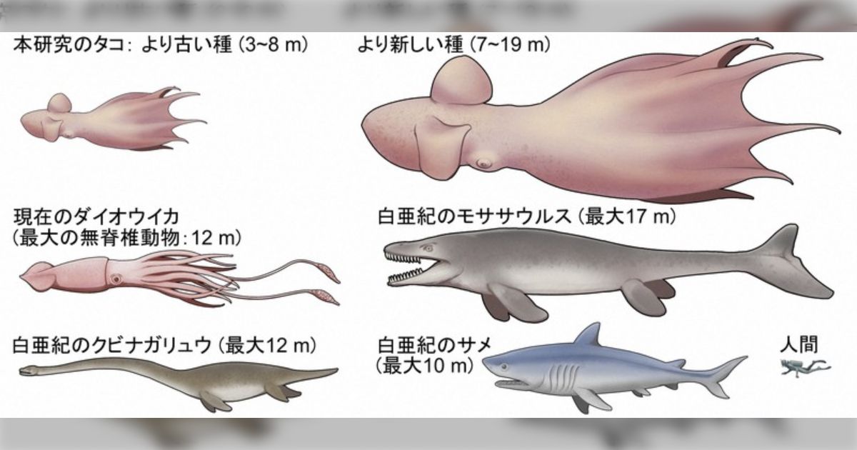 白亜紀のタコが巨大に進化した理由とは