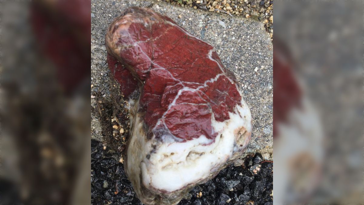 道に落ちていた石があまりに肉っぽすぎて混乱する人々「石っぽい肉 