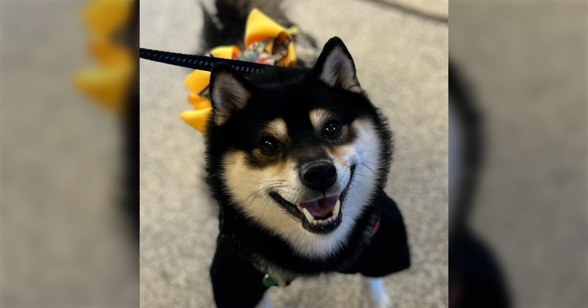 ハンドメイド犬服 えーるんちゃん様リクエスト専用ページ②