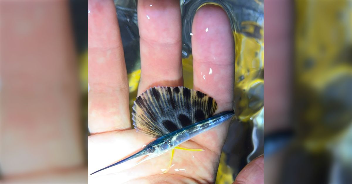 バショウカジキ幼体冷凍 冷凍バショウカジキ幼体 バショウカジキ | on