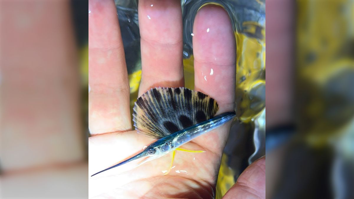 魚採取が趣味の方が「やべ」しか出てこない、水中最速の魚の幼体を獲っ