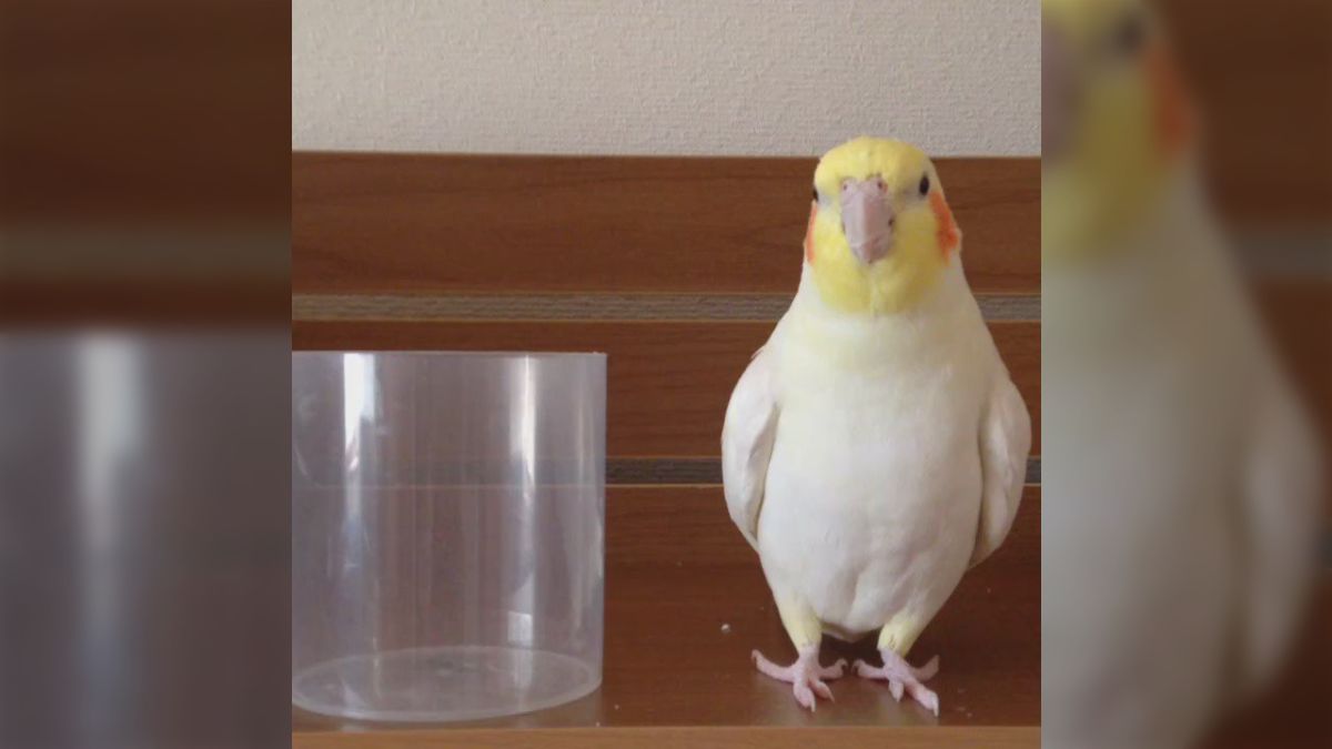 FFのあのテーマを歌いながら物を運ぶインコが可愛すぎて困る！萌えで 