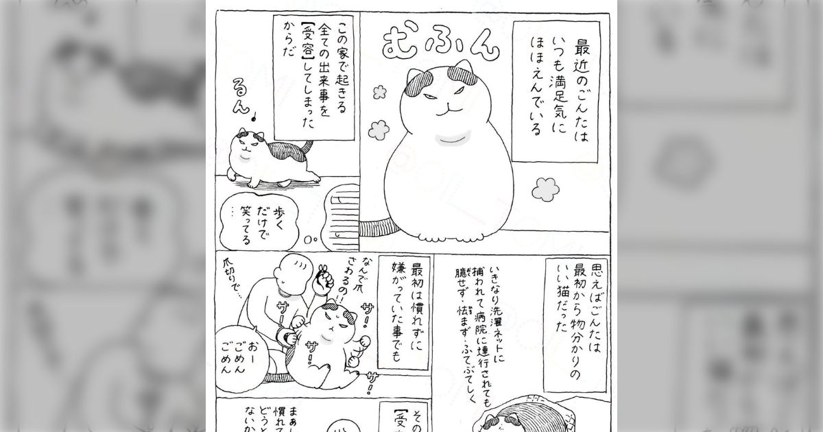 元野良猫が「慣れてしまえばどうという事はないか…」の精神ですべてを受容した結果、常に微笑んでいる猫が生まれたマンガ