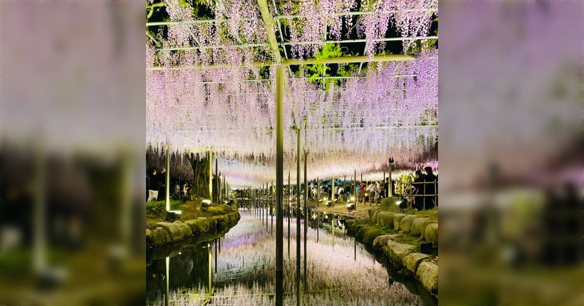 藤棚の写真を撮っていたら、知らないおじさんが「iPhone？矢印押して。フィルターはビビッド、露出は+1.0」とだけ言い残して去っていった「藤棚の妖精かな？」