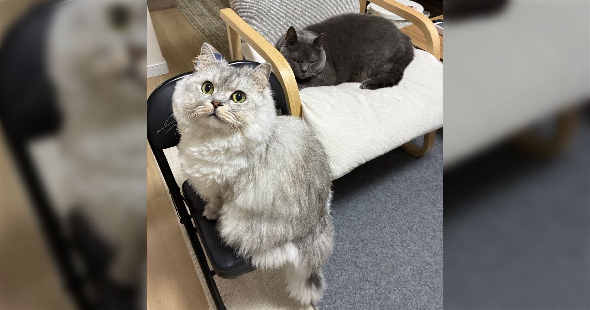 猫が明らかにぶつかる感じで歩いてきてそのまま体をぶつけて体をこすりつけながら去っていくあのふるまいは何だ