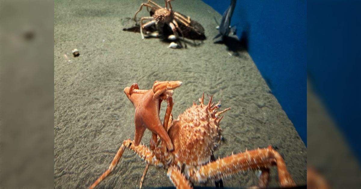 水族館に行ったらヒトデを見せびらかしてくれるカニがいた「自分も見た！」カニ側の意図や習性を知るとなおさら興味深くなる