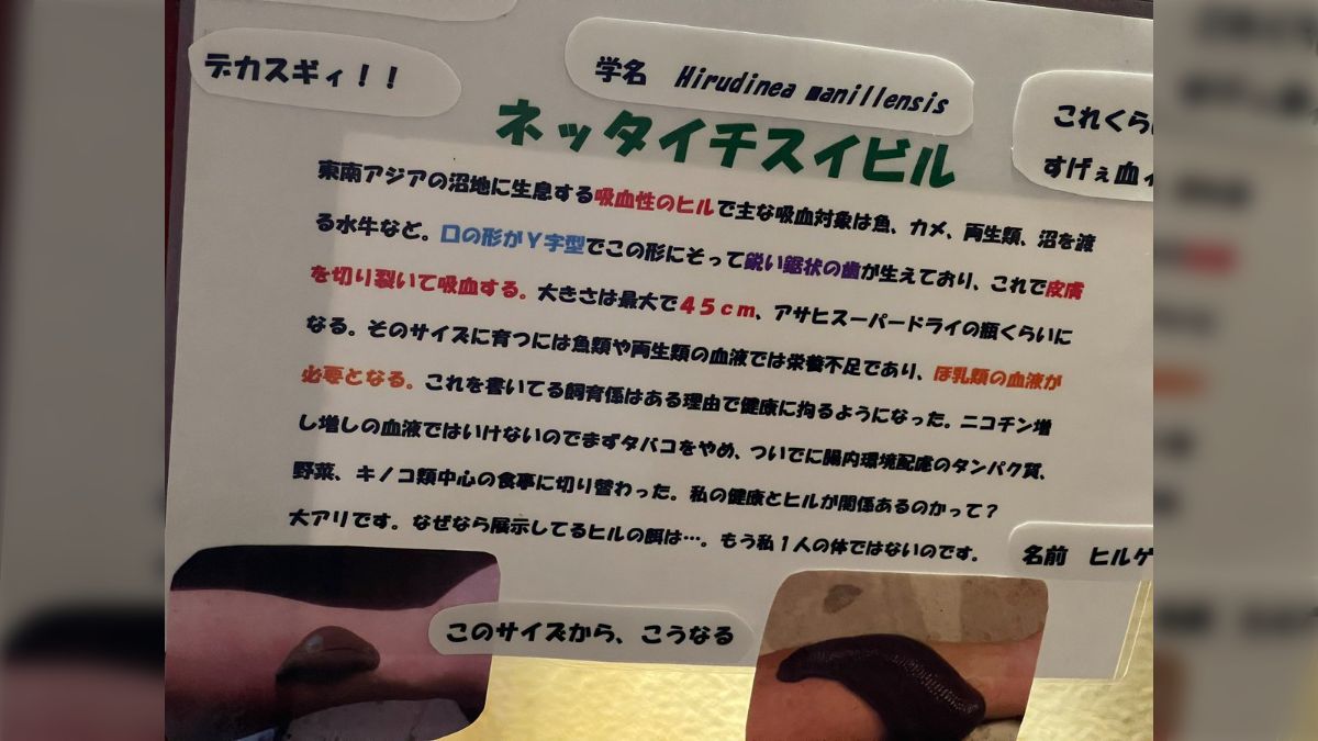 閲覧注意】巨大すぎるヒルが展示されていたが、飼育員さんの解説文にゾッとすることが書かれてた「愛が深くて怖い」 (2ページ目) - Togetter  [トゥギャッター]