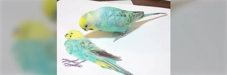 抜けた羽を紙に貼って再現した「平面インコ」が実物そっくり！羽根集めの期間や作り方を聞いた - Togetter [トゥギャッター]