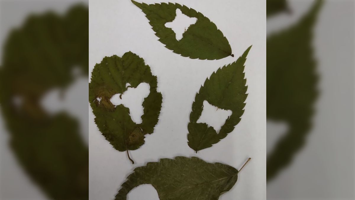 森でこういう左右対称の葉っぱを見つけたら、頭上で可愛いやつが食事を  