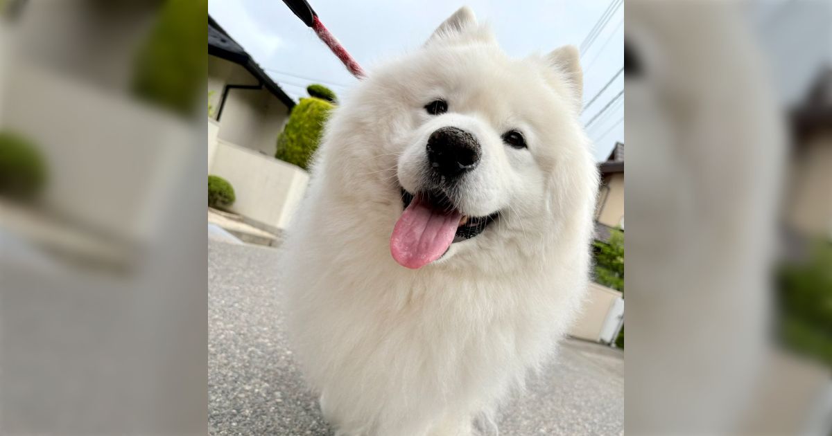 散歩中のでっかい犬と目が合い、通り過ぎてもまだ見ているので撫でていいかと聞こうとしたらこれ「触りたいことバレてる」