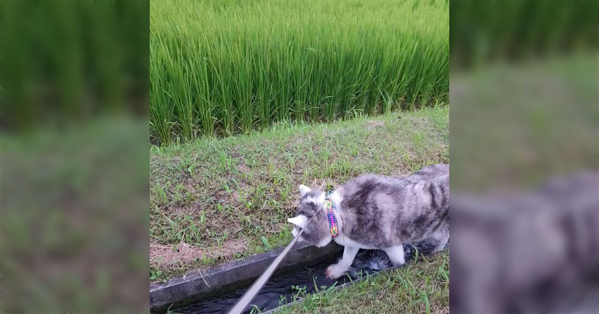 体重50キロの秋田犬が用水路に入って犬ダムを作るも水圧に押し流される動画がとっても夏の風景