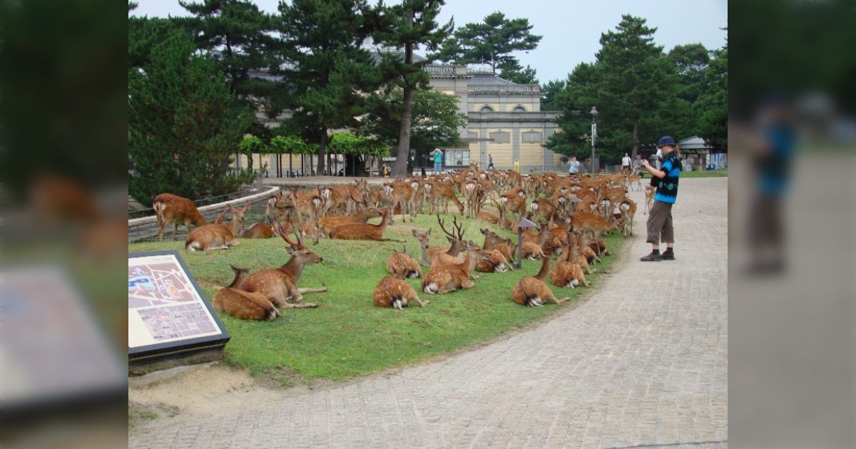『奈良のシカ』の背景はとても複雑で「奈良公園のシカは独自の遺伝子型」であるが「天然記念物の奈良のシカはそうとは限らない」、その解説が興味深い
