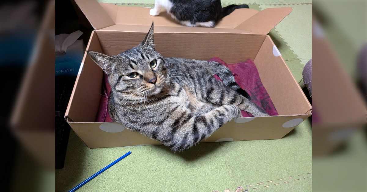 ダンボールが相当気に入ってしまい、めちゃくちゃドヤってくる猫現る→「ものすごい風格」「風呂入ってるオッサンみたい」