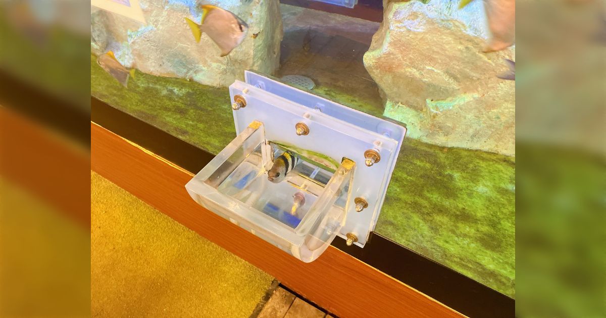 「物理法則超越してるだろこれ」とある水族館の不思議な水槽が話題→水槽から突き出したポケット部分からは魚に餌やりできるが、どうして水があふれない？水族館も反応し解説