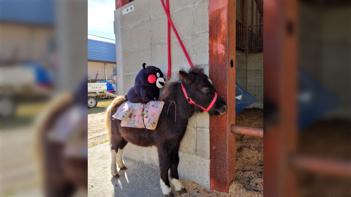 宮崎県で行われた競馬でポニーに乗るくまモンがかわいすぎる - Togetter [トゥギャッター]