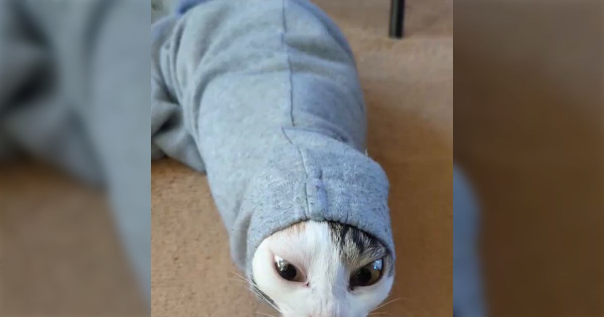 人間の服に詰まってる猫をちゅーるで誘ったらこのスタイルのまま舌を伸ばしてきて限界だった「新種の生き物だ」