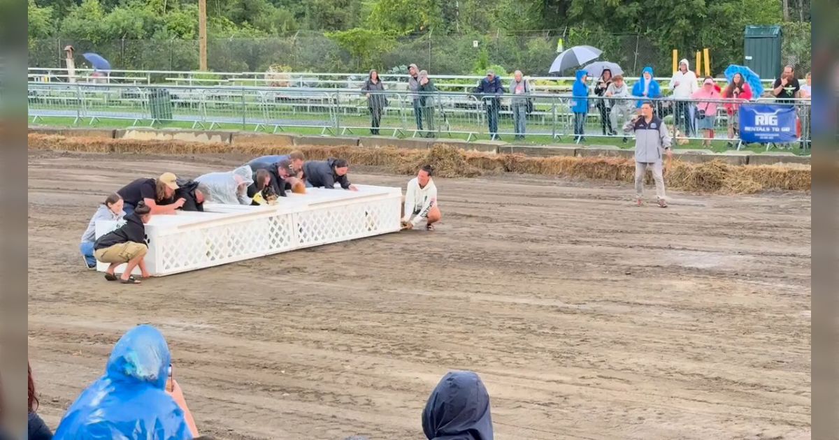 『アメリカのニューヨーク州で開催された2026年のコーギーレース』走り始めたのは2匹だけで、ただ食パンがわちゃわちゃしてる