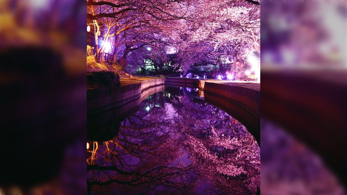 元荒川に咲く夜桜が息を呑むほど美しい！幻想的な一枚に感嘆の声続出