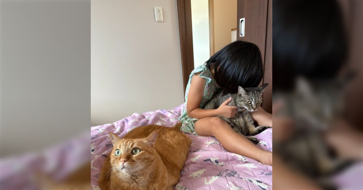 「頼む！ そいつで満足してくれ！！」片方の猫が吸われている間、順番が回ってきそうでビクビクしている茶トラ猫の表情がこちら