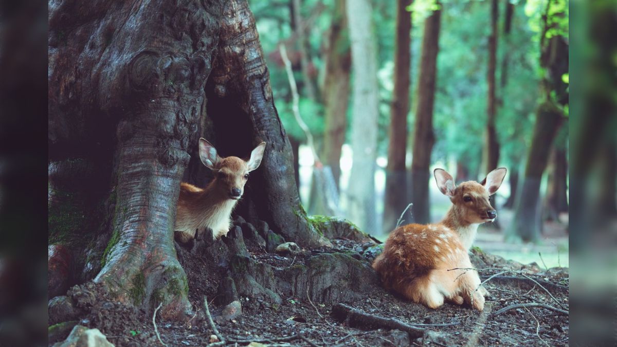 鹿の親子〜原画オリジナル一点物〜 向陽による浮世絵「Deer and Fawn — 親子の鹿」