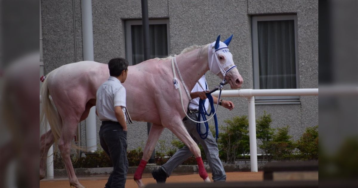白毛馬のジャジャミンはレース後の馬体が桃色に染まっていてとてもかわいい「頑張ったね！」「汗血馬ってこんな感じなのか？」