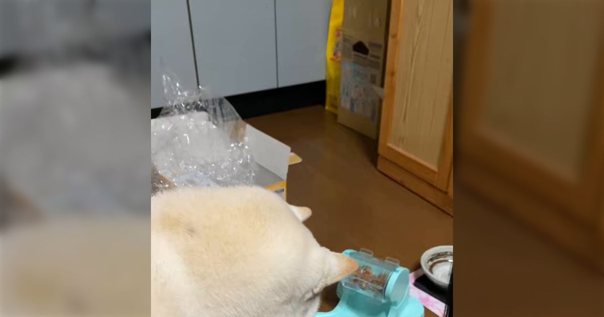 お腹の空いたときにカリカリが食べられるように、フードが出てくるおもちゃを犬にプレゼントした結果「押すのはそこじゃない」