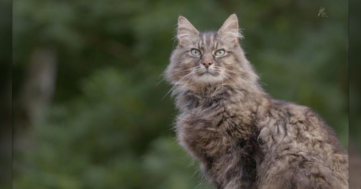 猫 飛び猫 | 五十嵐 健太 |本 | 通販 | Amazon