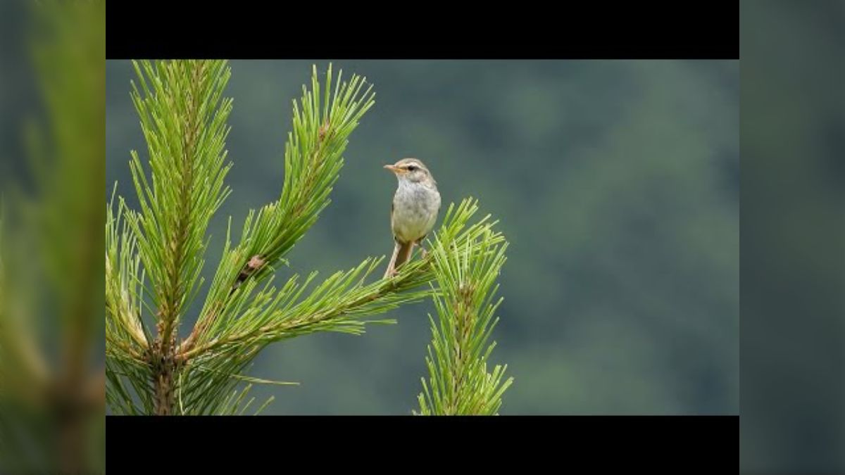 ウグイスが鳴いた後に口笛で真似したら「ケケケー！ケキョケキョケキョー」と返事→実は無意識ウグイス煽りマンだと気付いた - Togetter  [トゥギャッター]