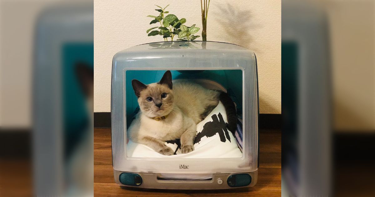 懐かしのiMacがキャットハウスに！猫さんが入ってスヤァしてくれたので