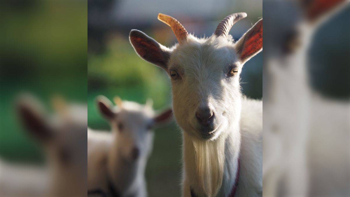 牧場の草刈りで腰を痛めて「ヤギ飼いたい」最近また惹かれ始めたけど