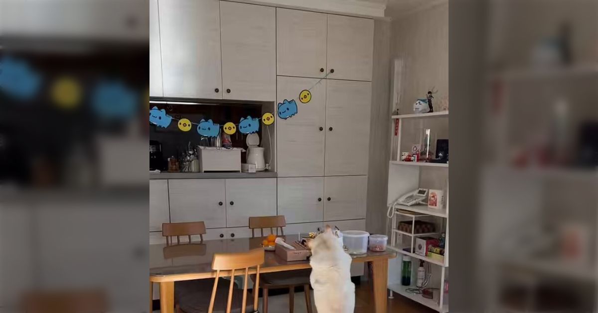 「家族みんなが出かけたと思い込んで、ウキウキと饅頭を盗む犬」気付いた後の変化があからさますぎる（※食べてません） - Togetter