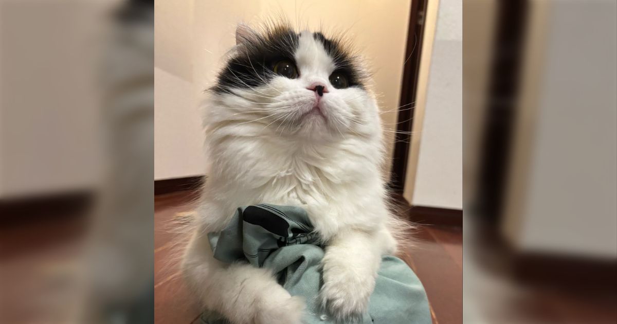 猫の名前が「キムチ」なことが韓国人にバレた結果、大きな笑いを誘っているらしい→ある理由で動物好きが一致団結する