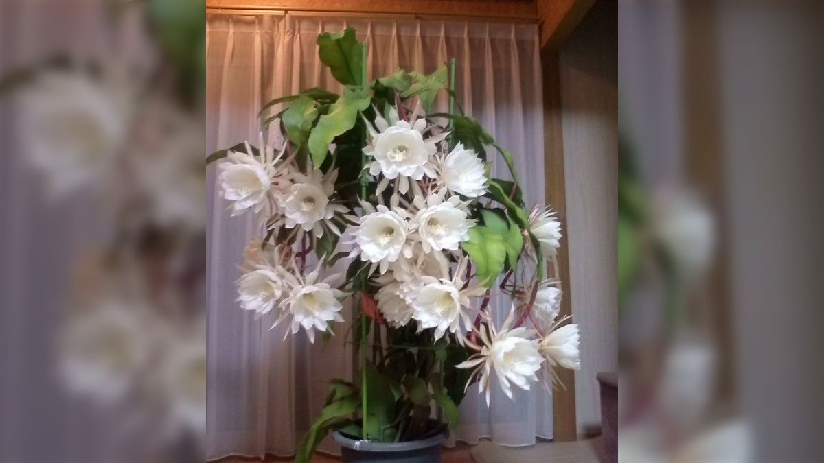お母さんが育てた月下美人が18輪同時開花で一同仰天「スゴ過ぎて震える 